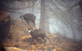 <center>
Attitude typique pendant les amours du chamois : le marquage<br>
à l'aide de glandes situées à l'arrière des cornes (glandes <br>
rétrocornales). D'un mouvement de va-et-vient, il dépose<br>
un liquide brun-verdâtre et gluant sur les branches ou les herbes. rut,chamois,alpes,marquage 